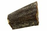 Serrated, Fossil Theropod (Richardoestesia) Partial Tooth #341002-1